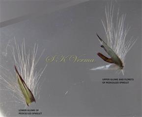  Glumes and Florets of pedicelled spikelet